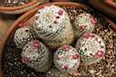 MAMMILLARIA PSEUDOPERBELLA_FIORI.jpg
